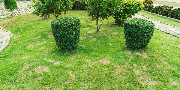 Dry Lawn