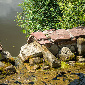 Frogs by a pond