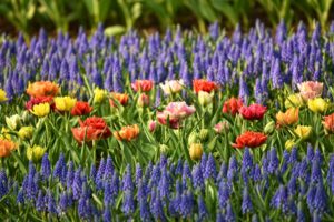 colour flowers garden space