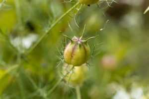 cumin seed pods