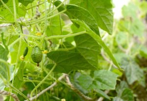 cucamelon vines