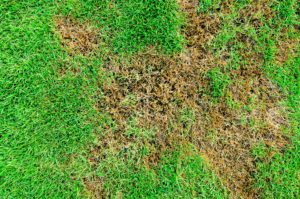 Lawn rust spores