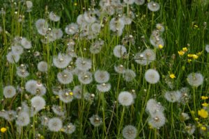 dandelion seeds