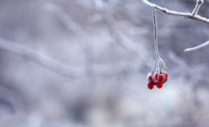 frost berries