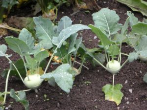 kohlrabi leaves