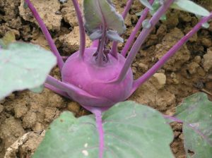 kohlrabi growing