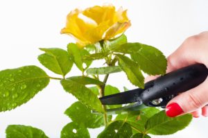 pruning flower