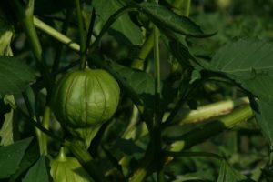 Tomatillo pod