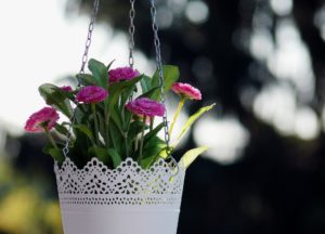 autumn hanging basket flowers