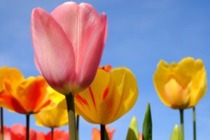 spring flowering bulbs tulips