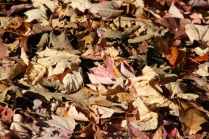 add leaf mulch to your lawn