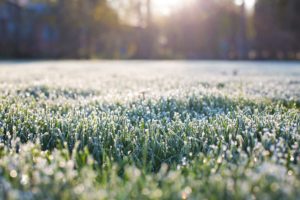 frost on grass