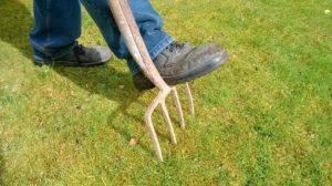 aerate your lawn with a garden fork