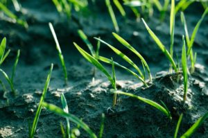 sowing grass seed before winter