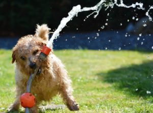 dog playing on the lawn