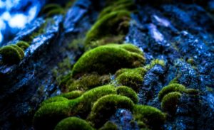 moss in a wooded floor