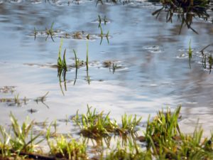 a poorly drained lawn